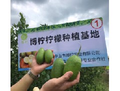 香水檸檬種植基地怎么栽培檸檬？